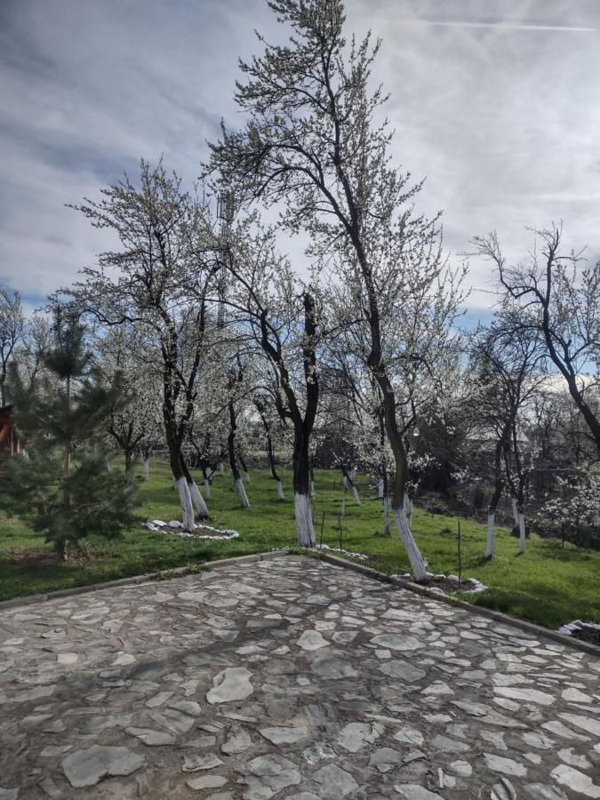 Pensiunea Codruta Cărpinişu Εξωτερικό φωτογραφία